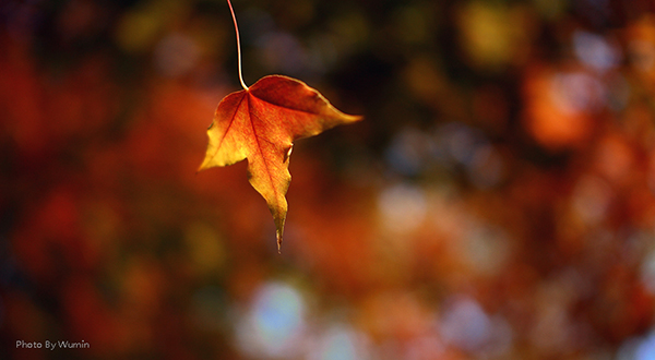 香港全年最全免费资料大全